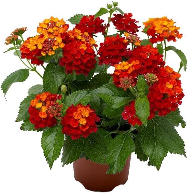 Lantana — Arbusto multicolor de verano