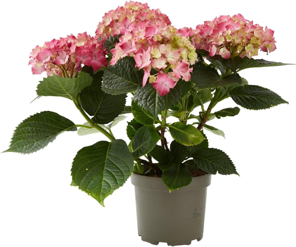 Hortensia — Arbusto de jardín